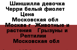 Шиншилла девочка Черри белый фиолет › Цена ­ 4 000 - Московская обл., Москва г. Животные и растения » Грызуны и Рептилии   . Московская обл.